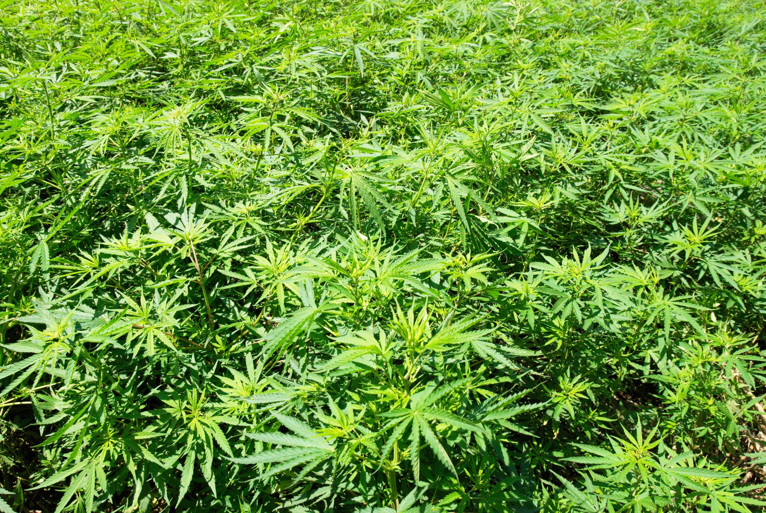 Where To Buy BC Bud Marijuana Edible Treats & Medicinals From BC Weed Edibles